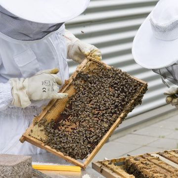 Sprijin pentru Apicultori: Proiectul de acordare a unui ajutor de stat în 2024, potrivit unui proiect de ordonanţă publicat pe site-ul Ministerului Agriculturii şi Dezvoltării Rurale (MADR)