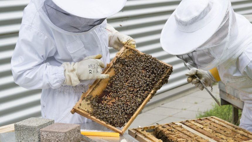 Sprijin pentru Apicultori: Proiectul de acordare a unui ajutor de stat în 2024, potrivit unui proiect de ordonanţă publicat pe site-ul Ministerului Agriculturii şi Dezvoltării Rurale (MADR)